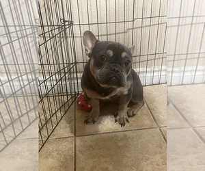French Bulldog Puppy for sale in BAKERSFIELD, CA, USA