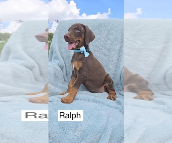 Medium Photo #3 Doberman Pinscher Puppy For Sale in POMEROY, OH, USA