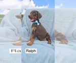 Small #2 Doberman Pinscher