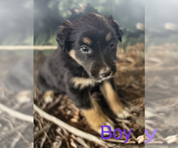 Medium Photo #17 Australian Shepherd Puppy For Sale in WILLIAMS, AZ, USA