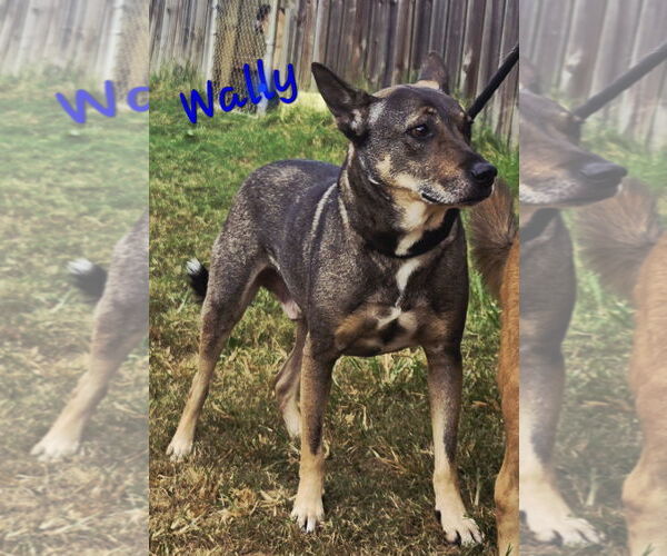 Medium Photo #2 Mutt Puppy For Sale in Jackson, MS, USA