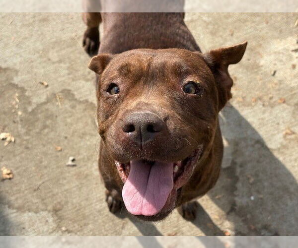 Medium Photo #2 Labrador Retriever-Unknown Mix Puppy For Sale in Tulsa, OK, USA