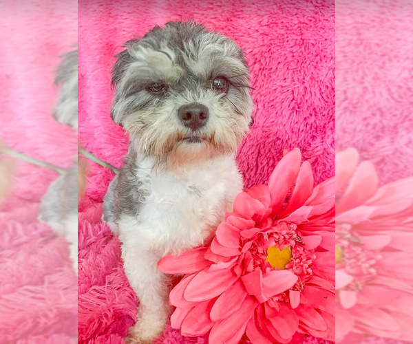 Medium Photo #4 Shih Tzu-Unknown Mix Puppy For Sale in Cranston, RI, USA