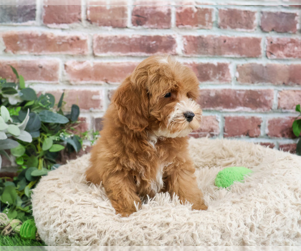 Medium Photo #3 Cavapoo (Miniature) Puppy For Sale in SYRACUSE, IN, USA