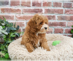 Small #2 Cavapoo (Miniature)
