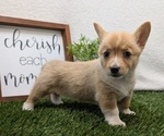 Small #3 Pembroke Welsh Corgi