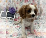 Small #2 Cavalier King Charles Spaniel