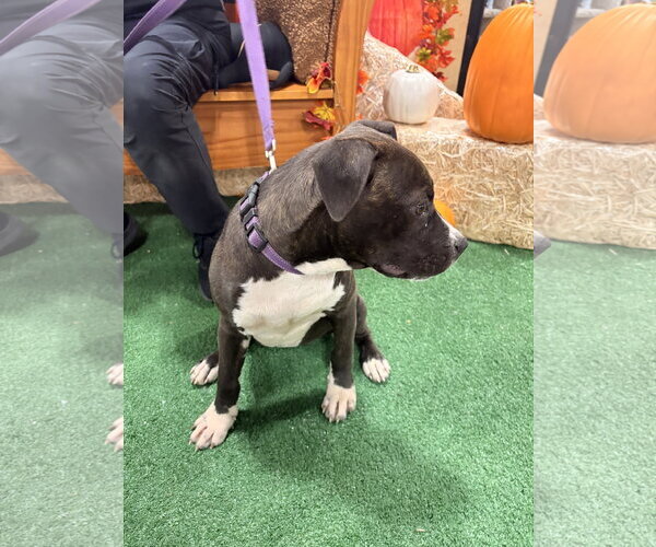 Medium Photo #8 American Staffordshire Terrier-Staffordshire Bull Terrier Mix Puppy For Sale in Holly Springs, NC, USA