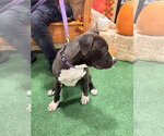 Small Photo #8 American Staffordshire Terrier-Staffordshire Bull Terrier Mix Puppy For Sale in Holly Springs, NC, USA