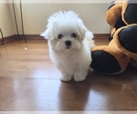 Puppy Dino Maltese