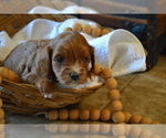 Small #3 Cavapoo (Miniature)