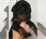 Small Photo #1 Doberman Pinscher Puppy For Sale in CORONA, CA, USA
