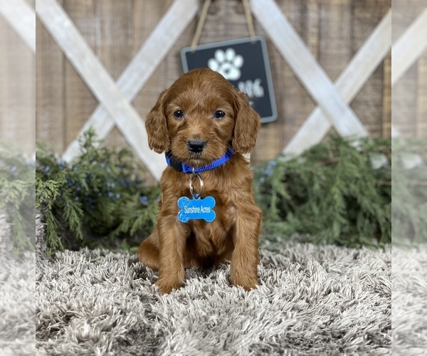 Full screen Photo #1 Goldendoodle Puppy For Sale in WOLCOTT, IN, USA