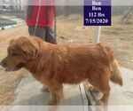 Small #3 Golden Retriever