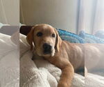Small #5 Mutt
