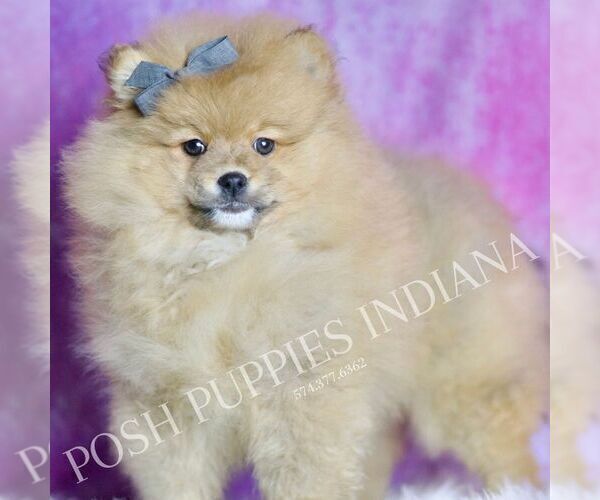 Medium Photo #72 Pomeranian Puppy For Sale in WARSAW, IN, USA