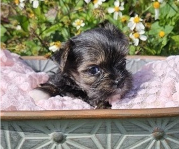 Medium Photo #6 Yorkshire Terrier Puppy For Sale in SARASOTA, FL, USA