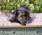 Small Photo #6 Yorkshire Terrier Puppy For Sale in SARASOTA, FL, USA
