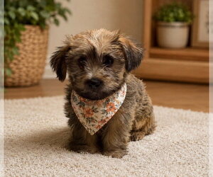 ShihPoo Dogs for adoption in Phoenix, AZ, USA