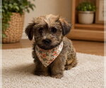 Small ShihPoo