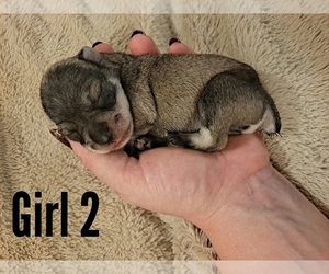 Schnauzer (Miniature) Puppy for sale in LAKEVILLE, OH, USA