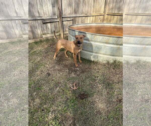 Medium Photo #1 Mutt Puppy For Sale in Jackson, MS, USA