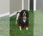 Small Border Collie-Brittany Mix