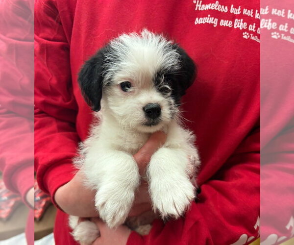 Medium Photo #1 Boston Terrier-Unknown Mix Puppy For Sale in Grafton, WI, USA