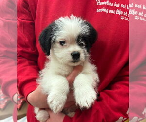 Boston Terrier-Unknown Mix Dogs for adoption in Grafton, WI, USA
