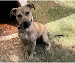 Small Photo #4 Boxer-Unknown Mix Puppy For Sale in Southbury, CT, USA