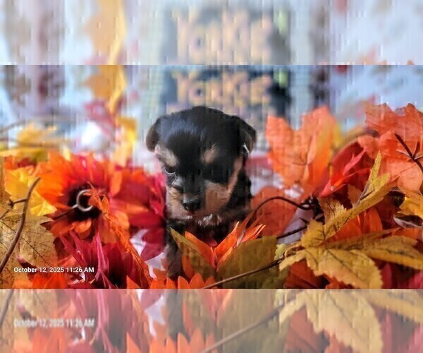 Medium Photo #77 Yorkshire Terrier Puppy For Sale in AKRON, OH, USA