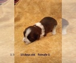 Small Photo #10 Havanese Puppy For Sale in DREXEL, MO, USA