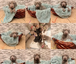 Weimaraner Puppy for sale in CEDAR LAKE, IN, USA