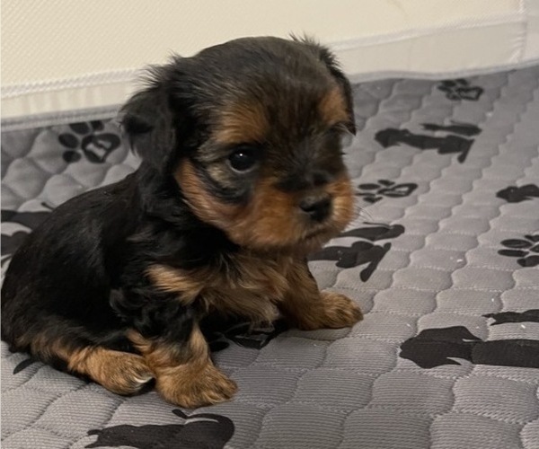 View Ad Yorkshire Terrier Litter of Puppies for Sale near Michigan