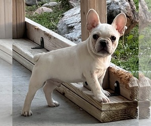 French Bulldog Puppy for sale in BOLIVAR, MO, USA