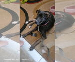 Small #7 Shepradors