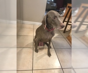 Mother of the Weimaraner puppies born on 08/23/2019