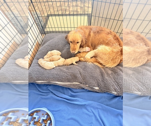 Medium Photo #3 Golden Retriever Puppy For Sale in CHIPPEWA FALLS, WI, USA