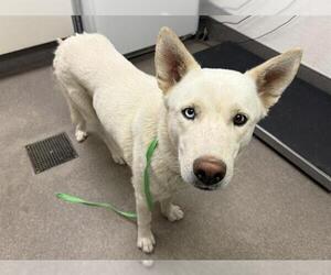 Siberian Husky Dogs for adoption in HESPERIA, CA, USA