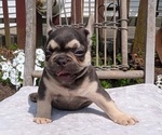 Puppy Enzo French Bulldog
