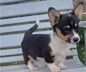 Pembroke Welsh Corgi Puppy for sale in MILTON, WI, USA