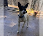 Small #1 Fox Terrier (Toy)