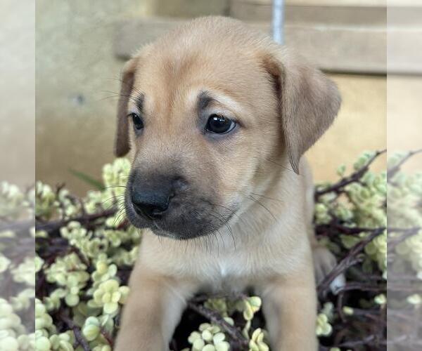 Medium Photo #2 Labrador Retriever-Unknown Mix Puppy For Sale in San Diego, CA, USA