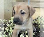 Small Photo #2 Labrador Retriever-Unknown Mix Puppy For Sale in San Diego, CA, USA
