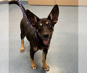 German Shepherd Dog-Unknown Mix Dogs for adoption in Pearland, TX, USA