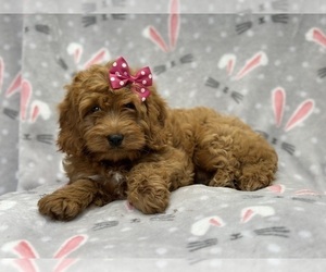 Boerboel Puppy for sale in LAKELAND, FL, USA