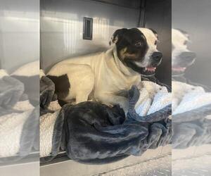 American Pit Bull Terrier Dogs for adoption in Derwood, MD, USA