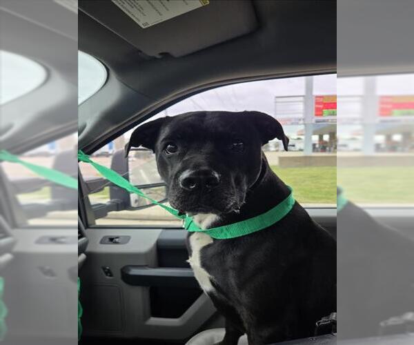 Medium Photo #1 Staffordshire Bull Terrier-Unknown Mix Puppy For Sale in Texas City, TX, USA