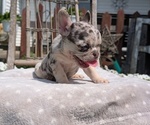 Small #4 French Bulldog