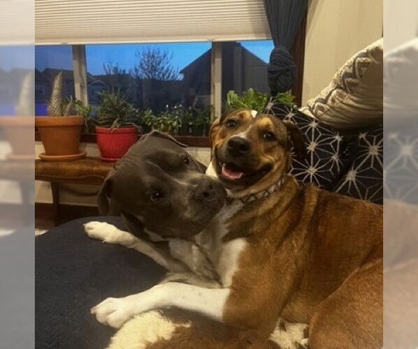 Medium Photo #11 American Pit Bull Terrier-Unknown Mix Puppy For Sale in Fargo, ND, USA